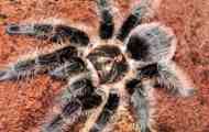 Spiderman brahiphelm albopilosum: popis, obsah, starostlivosť